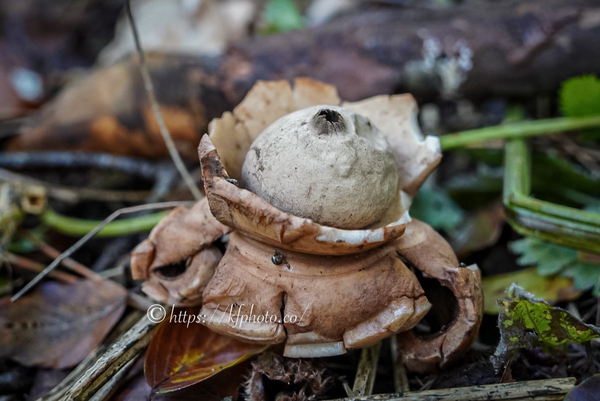 #geastrumtriplex 
#fungi #mushrooms #mushroom #nature  #fungus #fungiphotography #naturephotography #mushroomphotography #mushroomhunting #mushroomsociety #fungilove #forest  #fungusamongus #fantasticfungi  #naturelovers #fungiofinstagram #mushroomlove @Britnatureguide