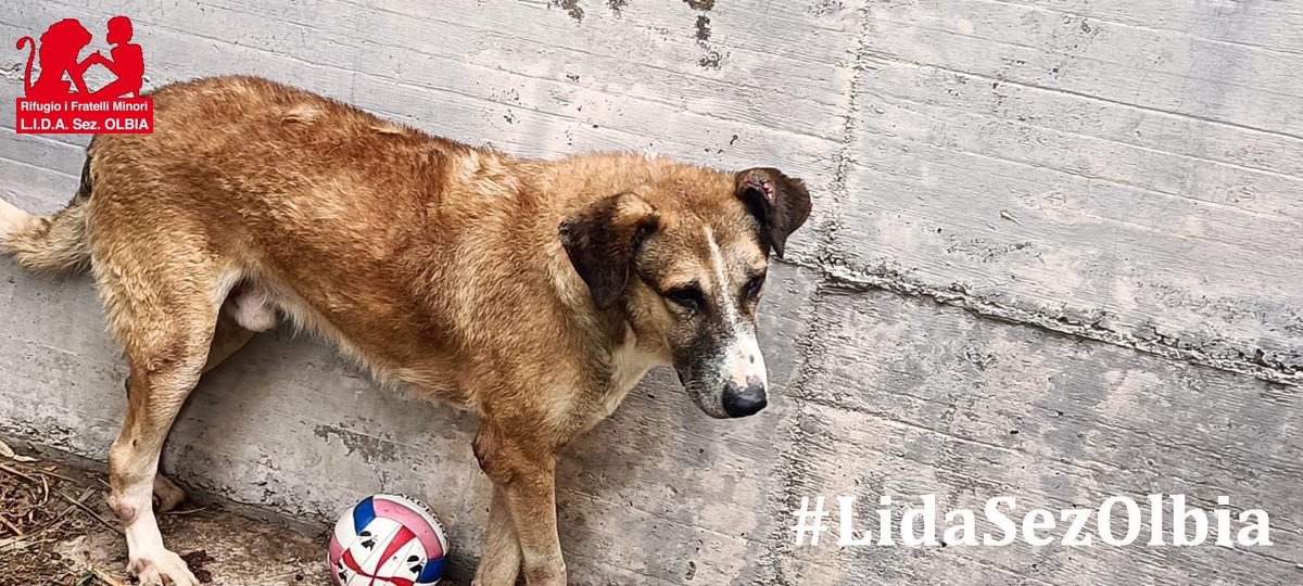 Lida sez. Olbia ODV tweet media