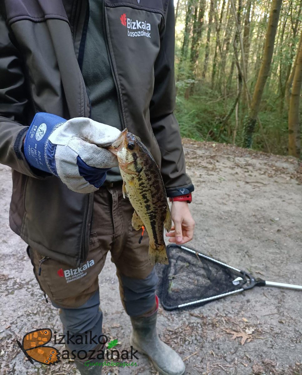 Biz_Basozainak's tweet photo. Black bass edo amerikar perka bat atera dugu aska batetik. Espezie exotiko inbaditzailea da eta kalte larriak sor ditzake; izan ere putzu honetan zeuden anfibioak akabatu ditu. 
Gogoan izan baimenik gabe kanpoko espezieak askatzea debekatuta dagoela. https://t.co/nwgIgiQmet