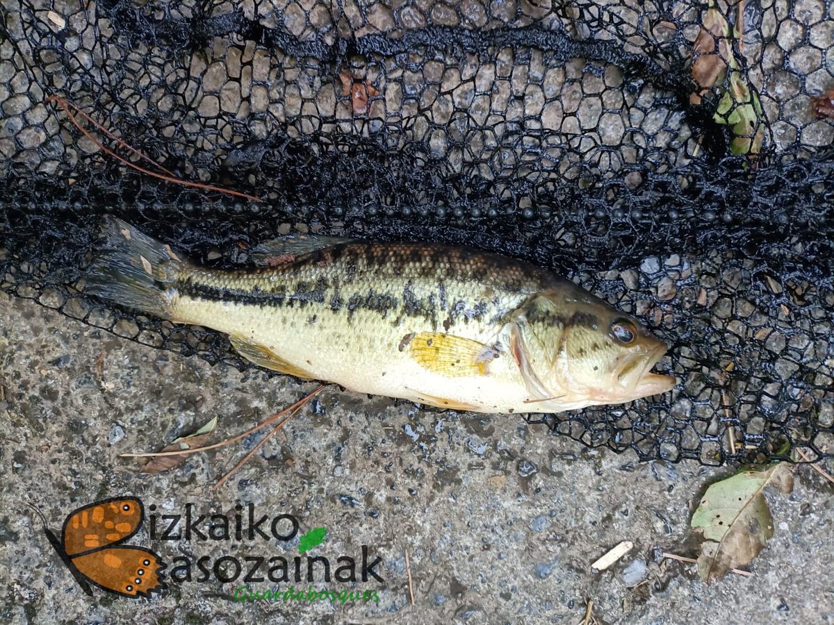 Biz_Basozainak's tweet photo. Black bass edo amerikar perka bat atera dugu aska batetik. Espezie exotiko inbaditzailea da eta kalte larriak sor ditzake; izan ere putzu honetan zeuden anfibioak akabatu ditu. 
Gogoan izan baimenik gabe kanpoko espezieak askatzea debekatuta dagoela. https://t.co/nwgIgiQmet