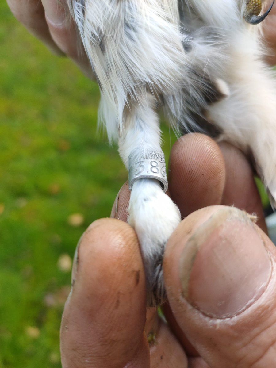 Deze gezonde vrouw steenuil werd afgelopen weekend aangetroffen in een kast in Donderen. Bleek in 2022 als nestjong geringd te zijn in Hijken. Vrouwtjes trekken verder weg van de geboortegrond dan mannen. Zo wordt inteelt voorkomen.