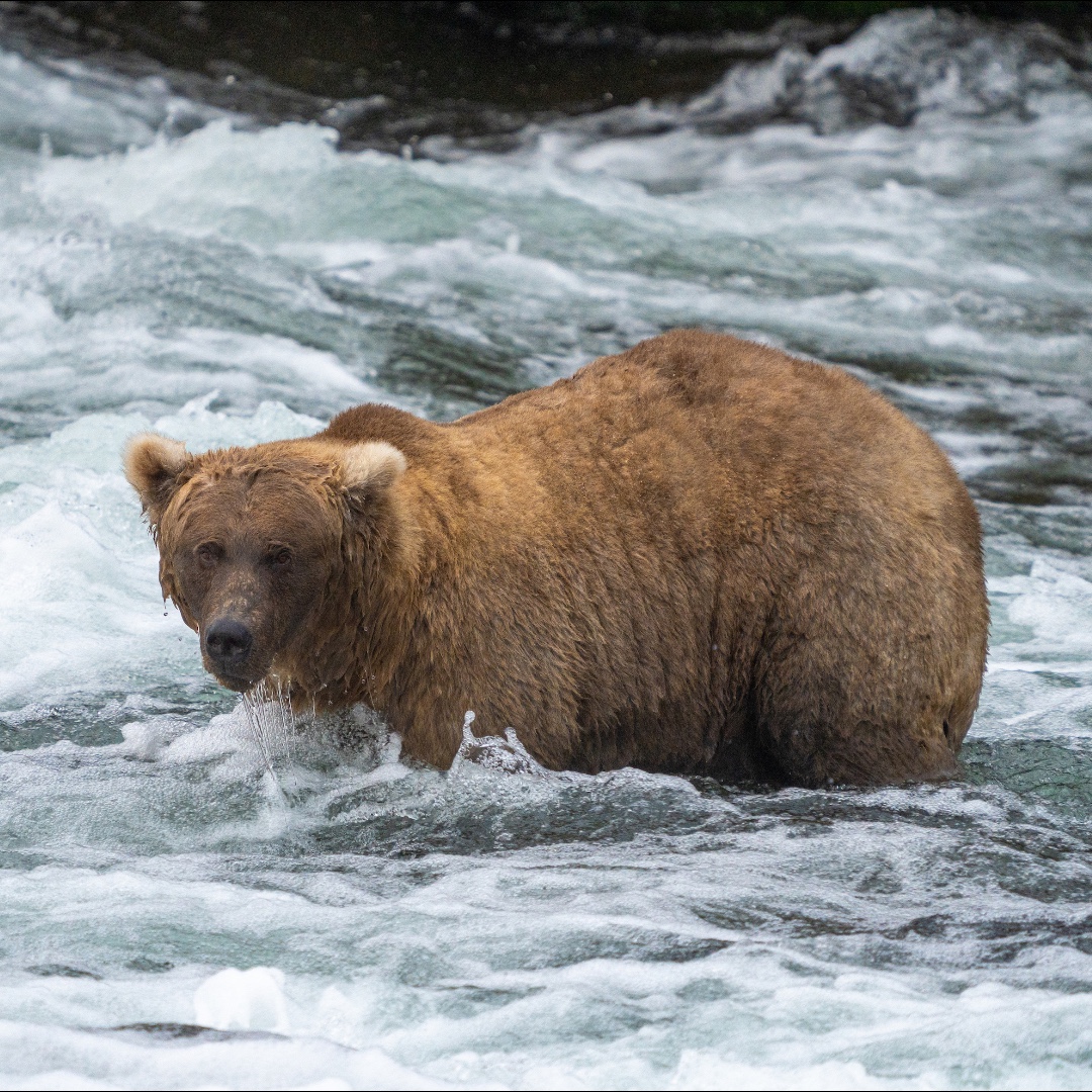 NatlParkService's tweet image. Understood the assignment…

Congrats to 128 Grazer, the 2023 #FatBearWeek champion! Though blissfully unaware of the new title, the success in winter body prep is real!