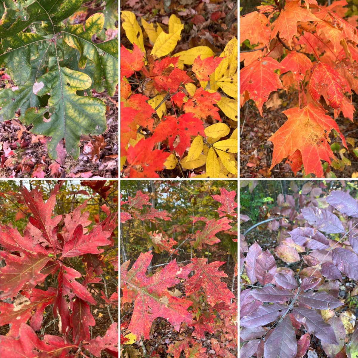 Pretty spectacular fall colours this year. Oak - hickory - maple