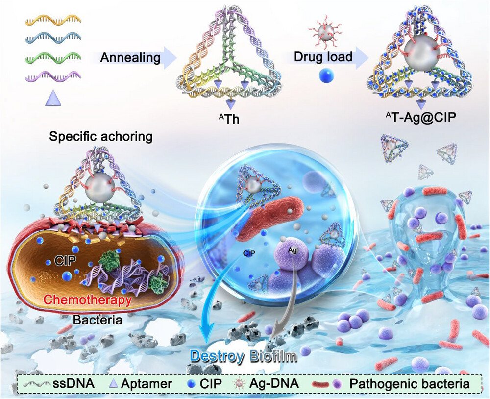 Aggregate (@aggregateoa) on Twitter photo Early View💡
"Self-assembly multifunctional #DNA tetrahedron for efficient elimination of antibiotic-resistant bacteria" by Bin Yang, Baoquan Ding & Yuhui Liao et al. <a href="/Nanocenter_/">National Center For Nanoscience and Technology</a> <a href="/wileymicrobio/">Wiley Microbiology</a> #biofilm #antibioticresistance #Antibiotic
Check👉doi.org/10.1002/agt2.4… Early View💡
"Self-assembly multifunctional #DNA tetrahedron for efficient elimination of antibiotic-resistant bacteria" by Bin Yang, Baoquan Ding & Yuhui Liao et al. <a href="/Nanocenter_/">National Center For Nanoscience and Technology</a> <a href="/wileymicrobio/">Wiley Microbiology</a> #biofilm #antibioticresistance #Antibiotic
Check👉doi.org/10.1002/agt2.4…