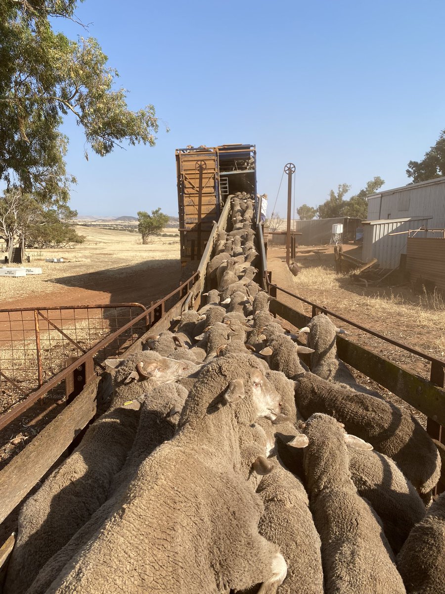 CluneJosh's tweet image. Kuwait 🇰🇼 bound.
Before @MurrayWatt completely destroys our important and continuously improving industry