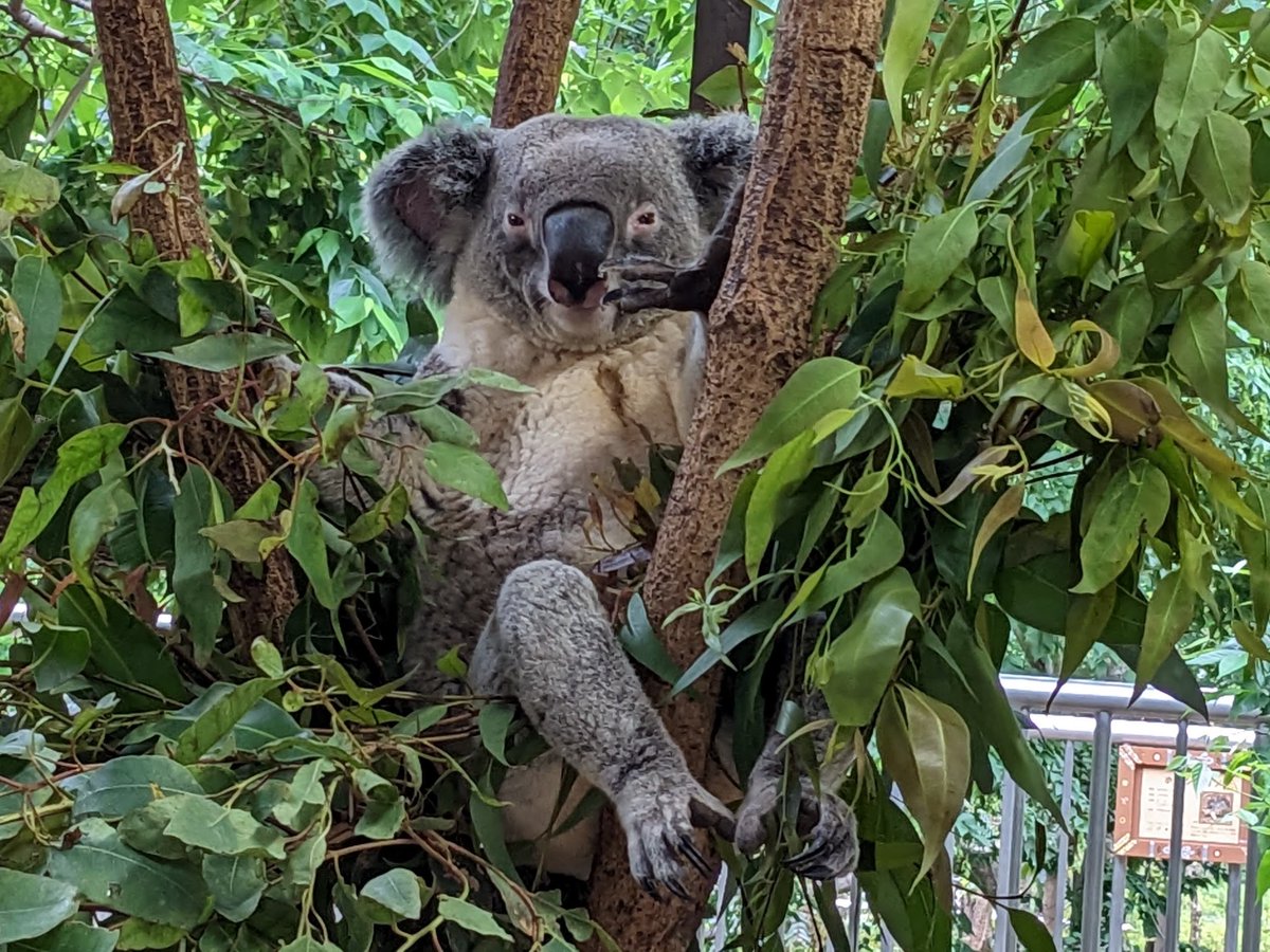 10月25日はコアラの日です。
1984年のこの日にコアラが初来日したことを由来に、今年制定されました。
絶滅の恐れがあるコアラについて知ってもらうため、コアラを飼育する全国の動物園が様々な方法で発信します。
#コアラの日