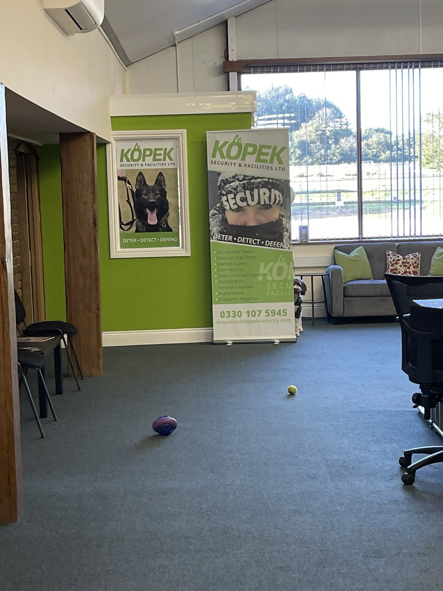 Being a #canine #securityservice provider, dogs are a HUGE part of our teams lives. Yesterday our Ops Manager James Buttell little springer cross ‘Alan’ was on duty at HQ. Can you spot him ? 
🐶 🎾 🐶🎾