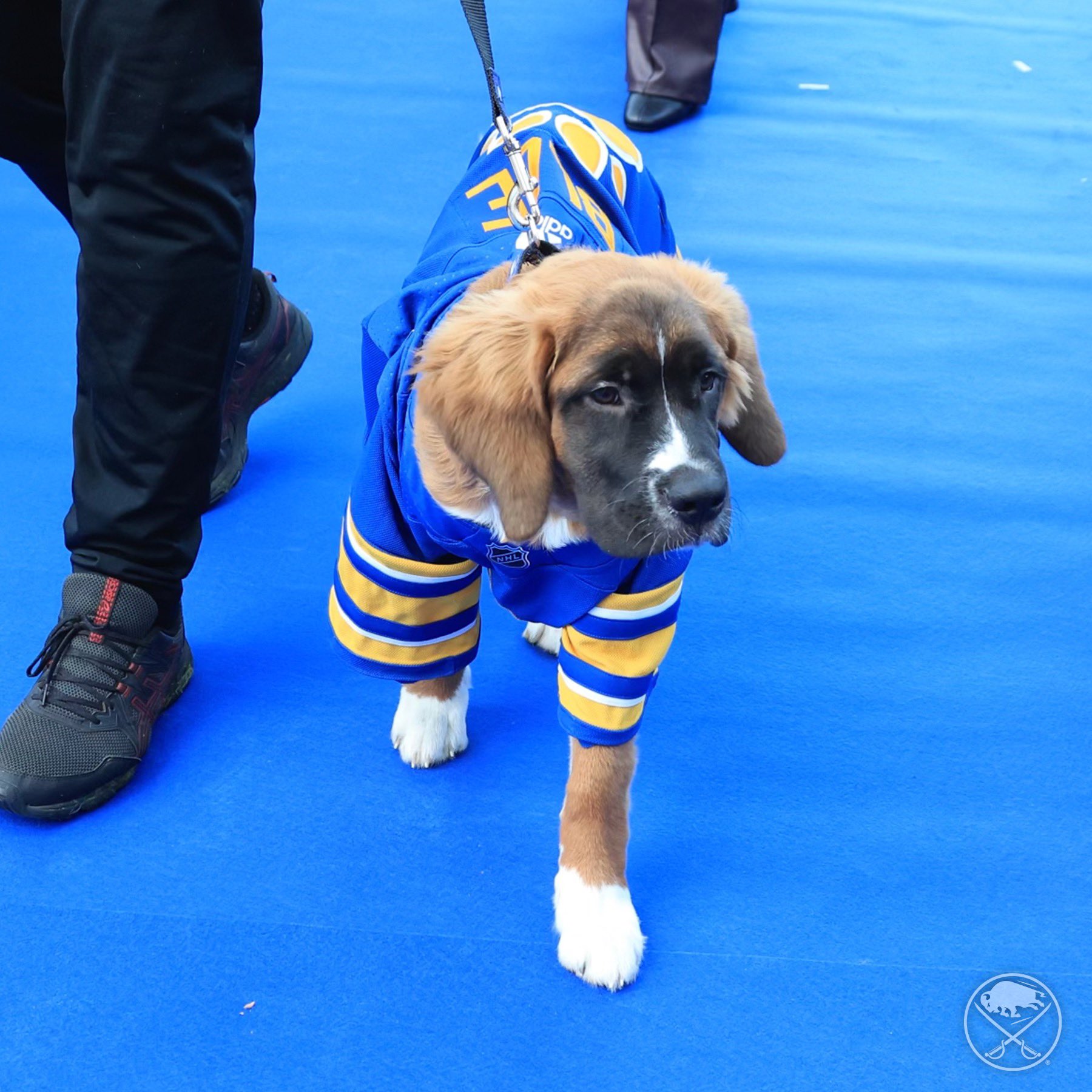 Rick Sabres Pup - Team Dog - Buffalo Sabres