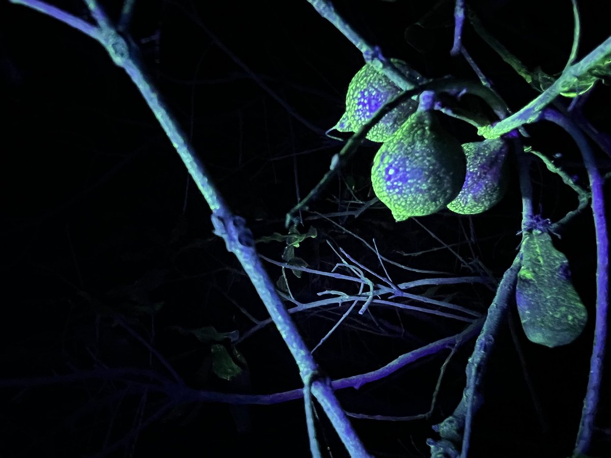 HortApplication's tweet image. A big afternoon/evening in macadamias with Marquis Macadamias and their growers, 3 machines and a few different treatments #GettingItRightGettingItDone @SyngentaANZ @shaunhood19