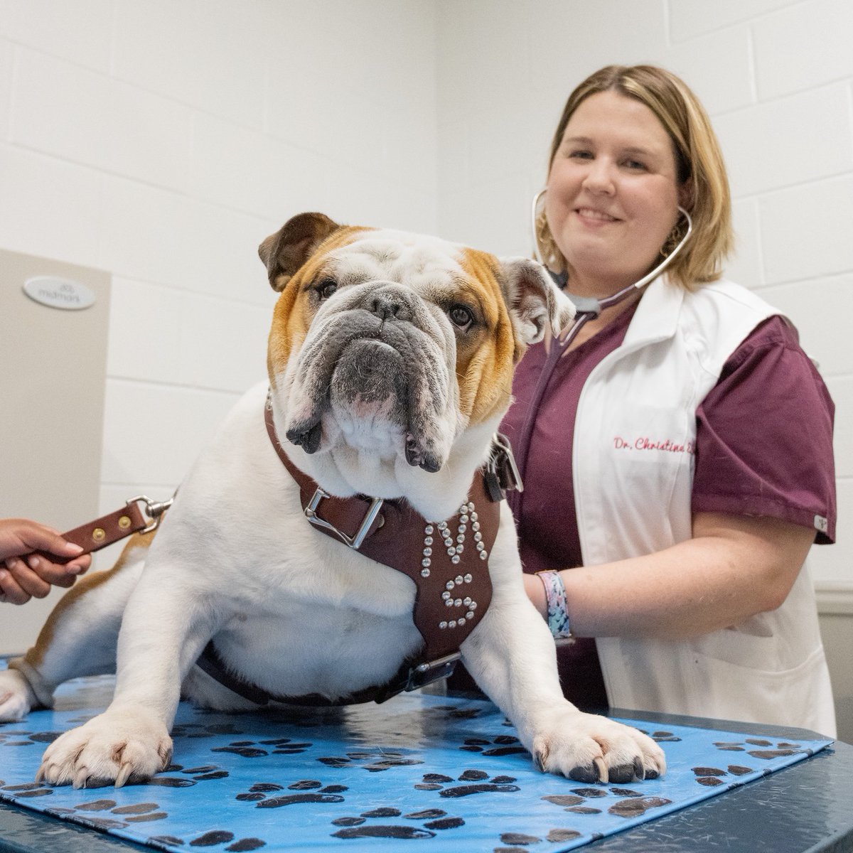 MSU Foundation (@msu_foundation) on Twitter photo If you thought MSU’s campus was big, did you know that the Wise Center alone houses over 11 acres under one roof? 🤯
Make a gift to further <a href="/msstate_vetmed/">MSSTATE VETMED</a>'s mission of training the next generation of veterinarians.
🔗 dda.msstate.edu/college-of-vet… If you thought MSU’s campus was big, did you know that the Wise Center alone houses over 11 acres under one roof? 🤯
Make a gift to further <a href="/msstate_vetmed/">MSSTATE VETMED</a>'s mission of training the next generation of veterinarians.
🔗 dda.msstate.edu/college-of-vet…