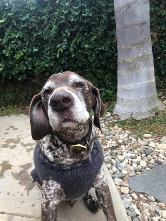 Pawzazzle's tweet photo. "This old man turned 15 today. Can we wish my four legged baby a happy birthday?" Happy birthday, buddy! https://t.co/cFYQFwESf0