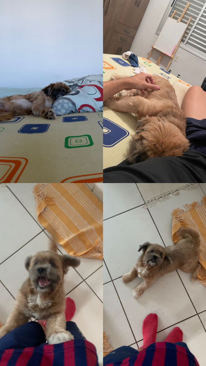 mabia_6's tweet photo. gente, meu amigo foi despejado do apto que alugava pela proprietária e o único lugar que encontrou pra morar não aceita animais. Ele tem um nenem de 9 anos chamado Dudu e precisa encontrar um lar pra ele. Infelizmente, a familia dele não pode adotar o cachorrinho porque ele não + https://t.co/eW2WU9BDdv