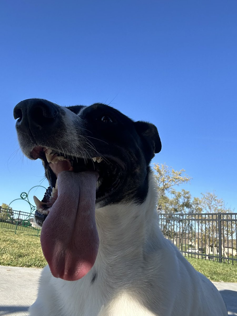 GodBckwards's tweet photo. Fetch got me like https://t.co/2wPXKrXtTA