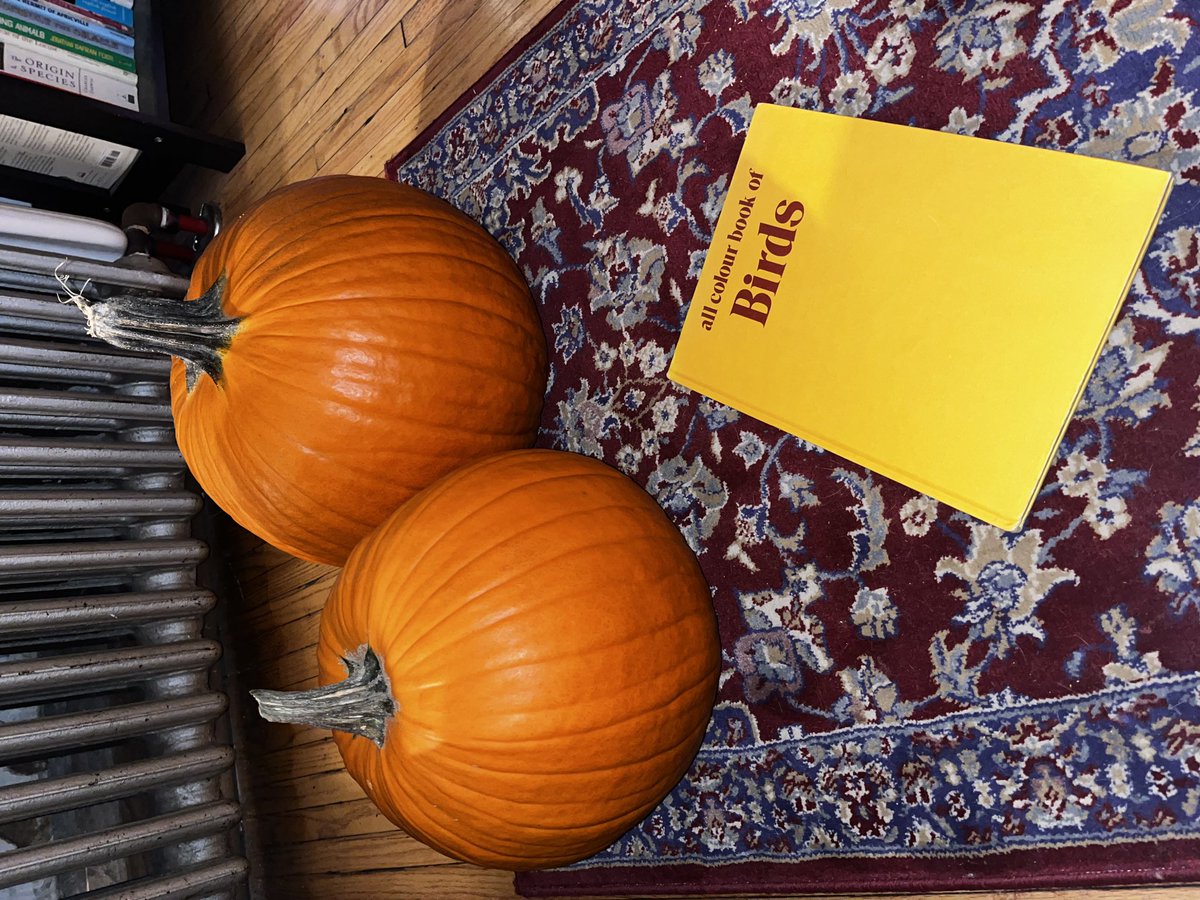 NEW GIG: See you Dec. 2 at Supermarket in TO. More to come. 💀