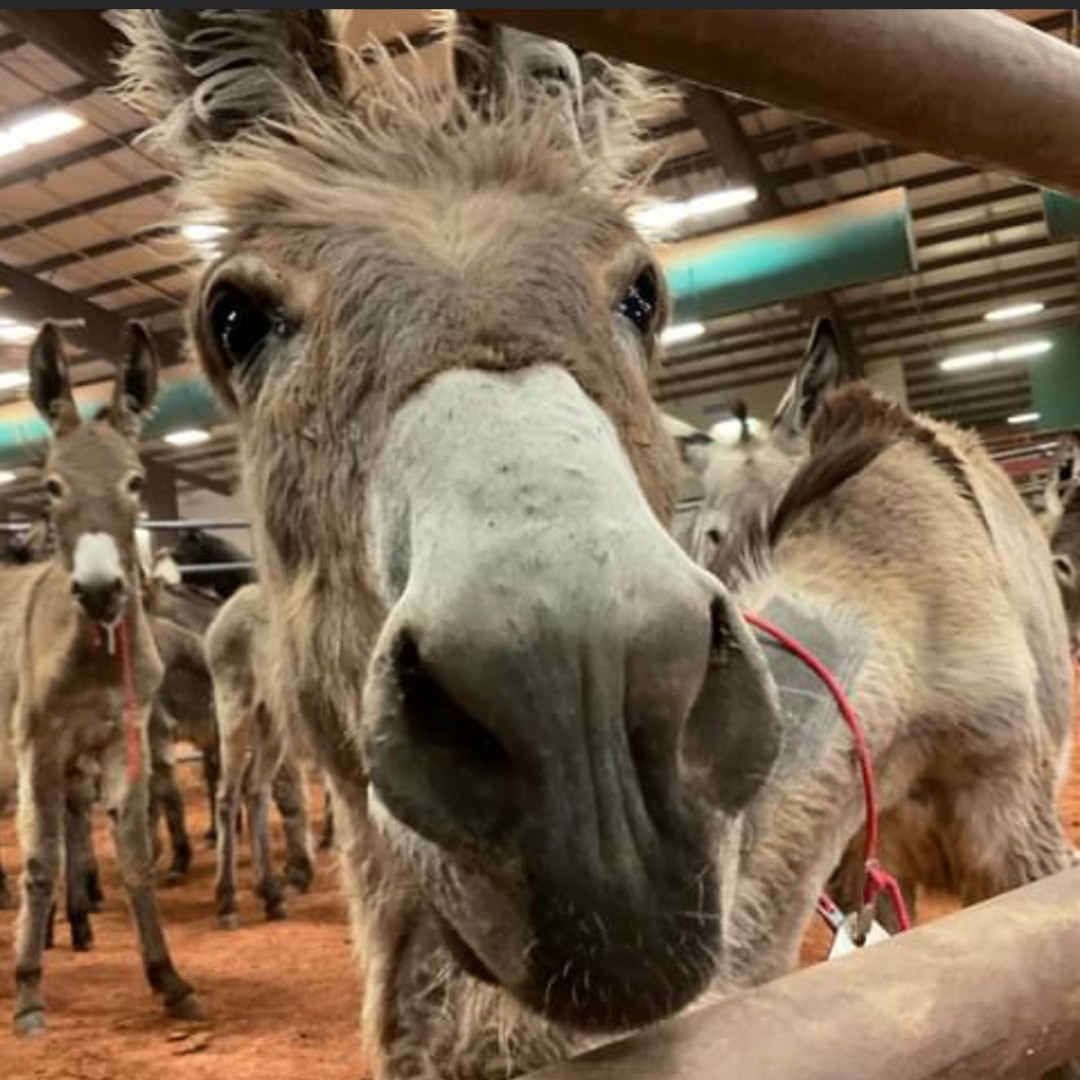 Pack your truck, hook up your trailer and grab a friend! The wild horse and burro placement event at the Southeastern Livestock Pavilion in Ocala, Fla., starts Thursday, Oct. 19. Don't miss this chance to give a wild horse or burro a good home! More info👉 ow.ly/zSnU50PX6gt
