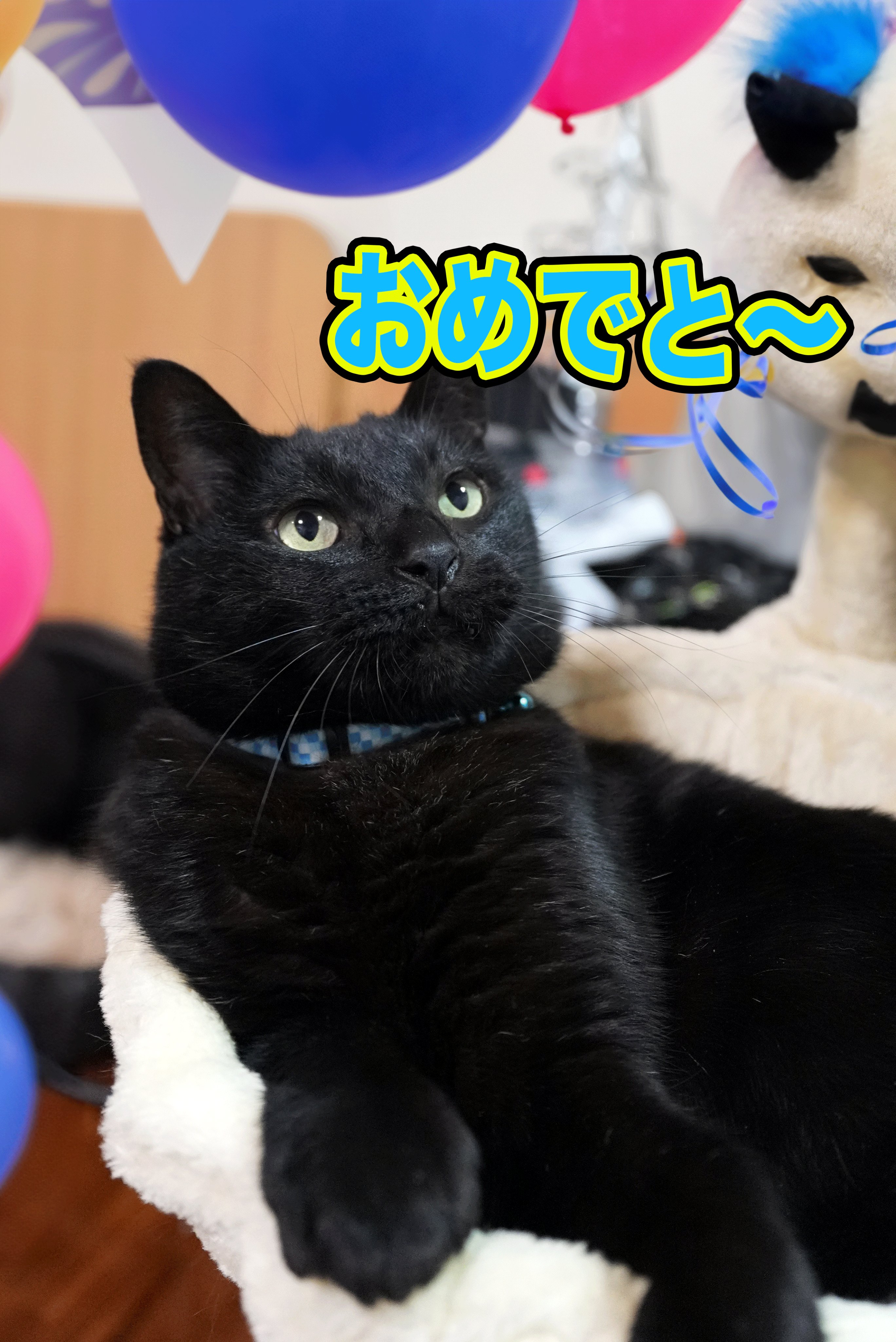 KURO猫ちゃん専用♡