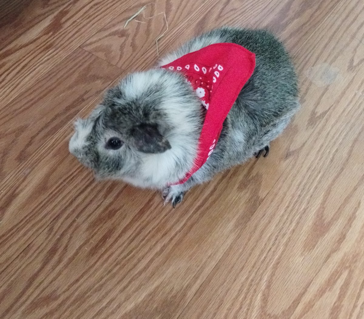 Elizabeth Gregory tweet media