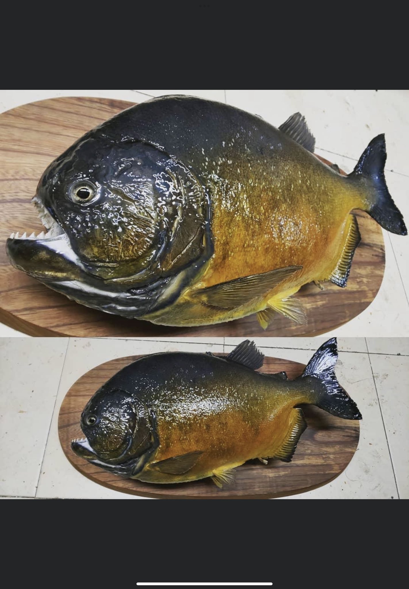 廃番★昭和レトロ★展示品 PIRANIA ピラニア 標本 剥製 置物★人喰い魚 Yahoo!オークション -「ピラニア 剥製」の落札相場・落札価格