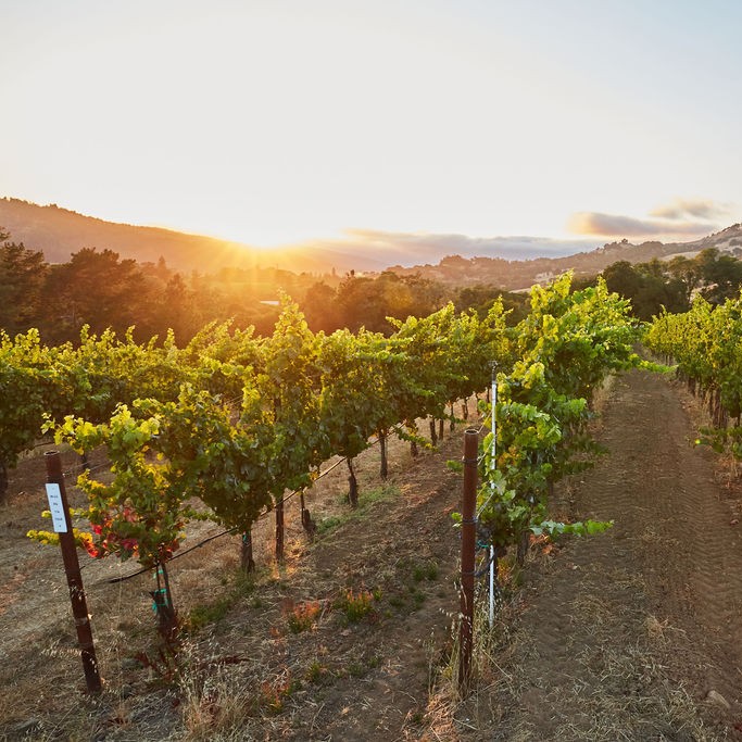 Domaine Anderson Winery tweet media