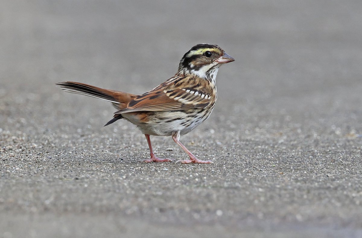 The 2nd Yellow-browed Bunting for the Philippines was the highlight of week 1 on Batanes. One for Spurn this week @AndyBunting @andydeigh? #birdtourasia #BirdsSeenIn2023