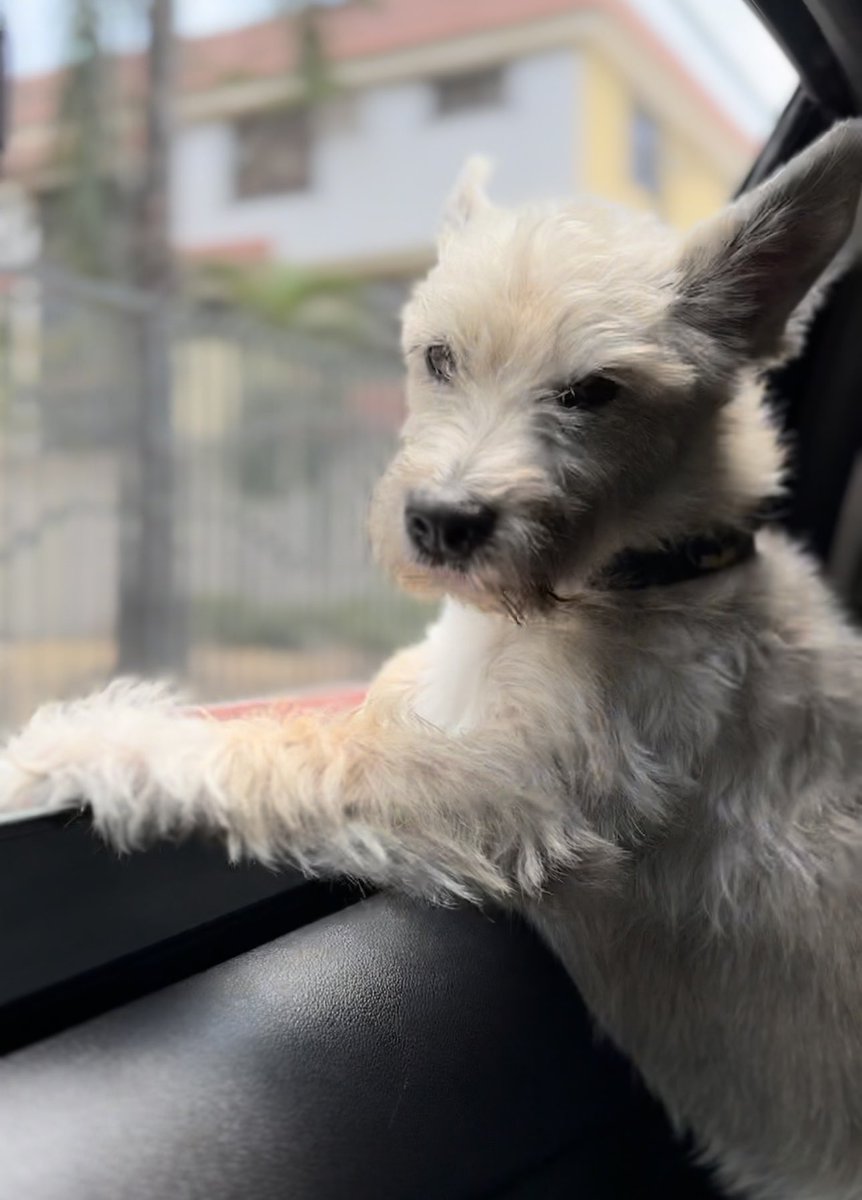 rubia_sol's tweet photo. Si alguien está por el aeropuerto/ holiday inn y puede buscar a MILO avísenme. Me dicen que lo acaban de ver, ya estamos camino para allá también. TELF 0993574637 https://t.co/F5jC4TvMH3