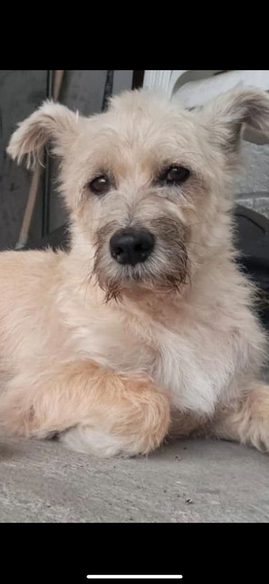 rubia_sol's tweet photo. Si alguien está por el aeropuerto/ holiday inn y puede buscar a MILO avísenme. Me dicen que lo acaban de ver, ya estamos camino para allá también. TELF 0993574637 https://t.co/F5jC4TvMH3
