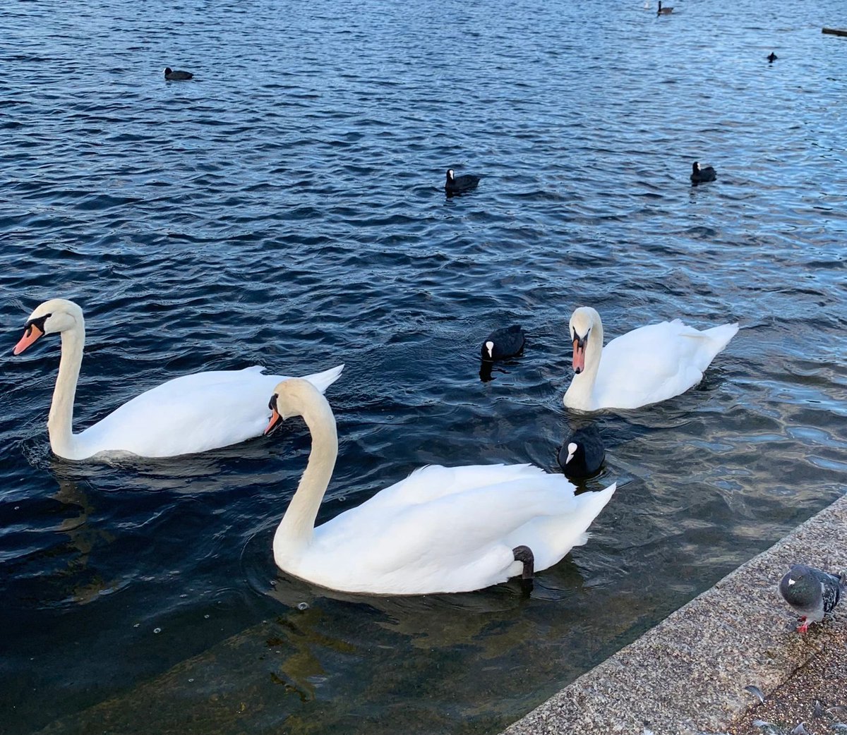 Token24680eth's tweet image. What fascinates me the most is that there are very beautiful swans in London😆