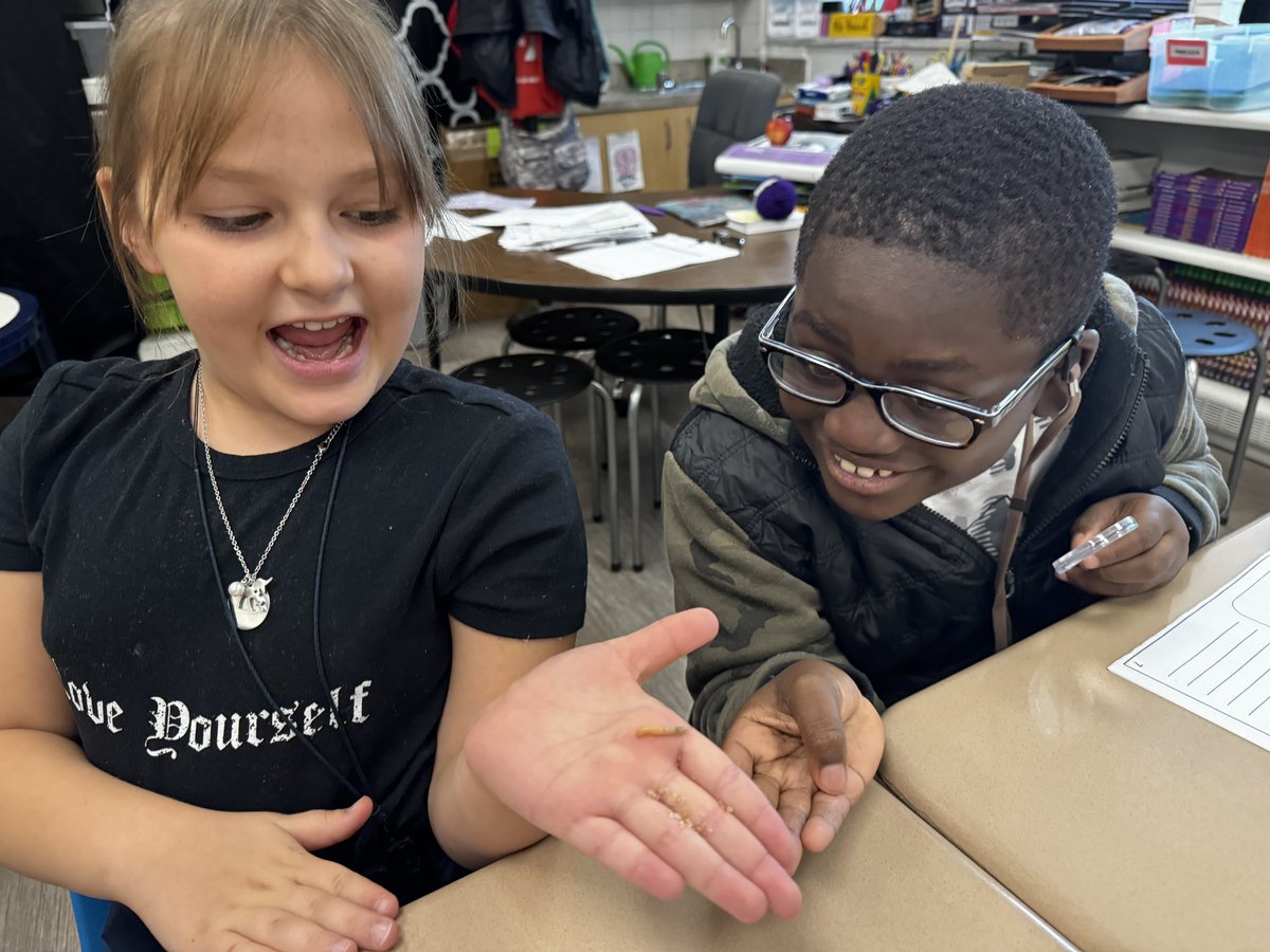 HancockMayfield's tweet photo. Exploring mealworms this afternoon to learn more about their life cycle and how they are adapted to living!! #ThirdGradeRocks #ScienceEveryday https://t.co/kJPRyeTtKo