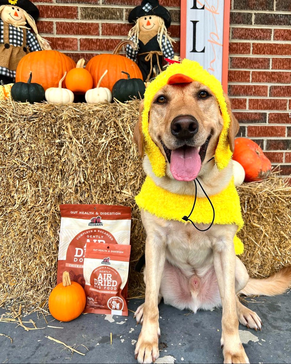 redbarninc's tweet photo. In case you didn't know, Knox loves chicken 🐔 https://t.co/H8gMf5djaQ