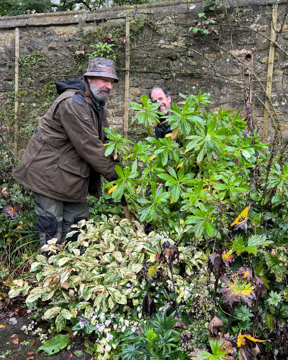 JOBS LIST: It is time now to lift your non-hardy plants and tuck them up in the green house of winter. Our ginormous Ethiopian Banana has been rugby tackled into orangery and this Inpatients will be joining it soon.