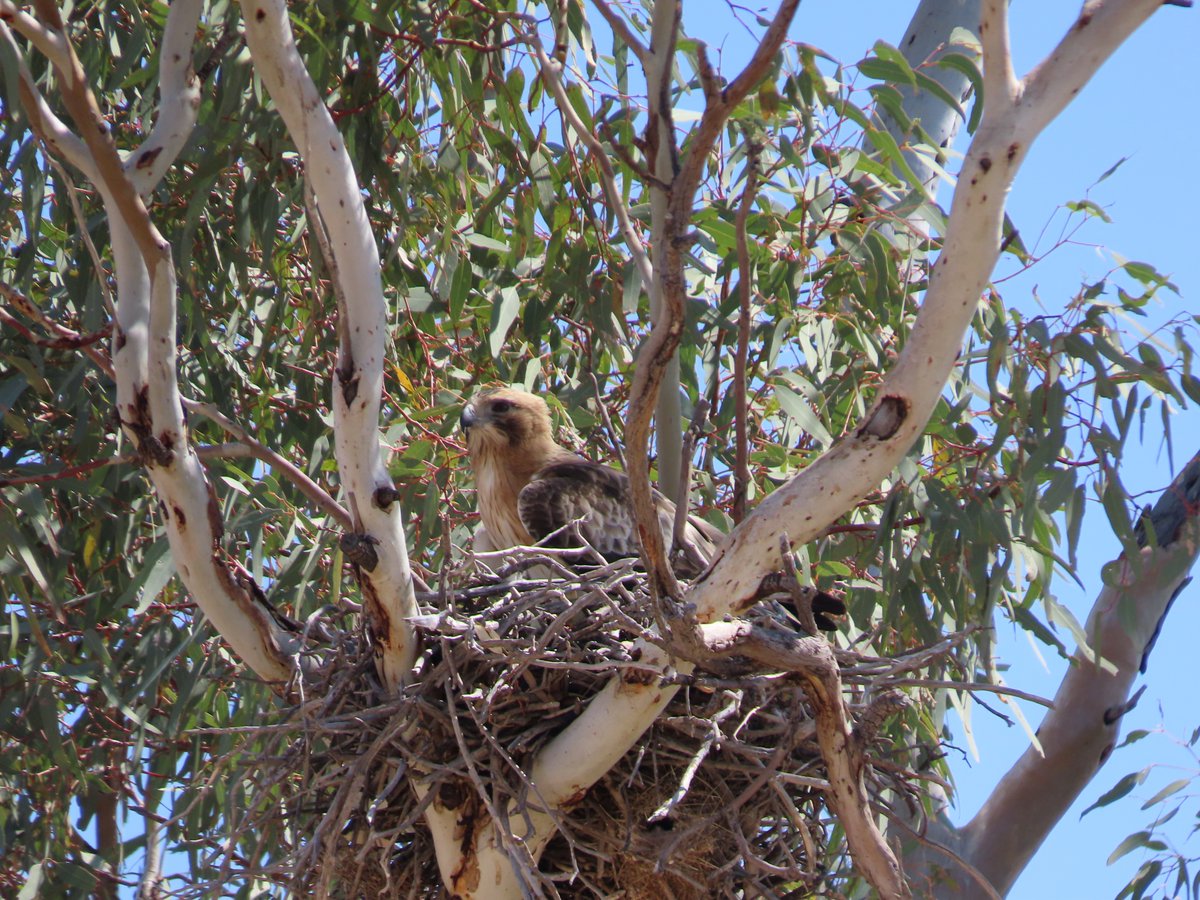 Australian Wildlife Conservancy tweet media