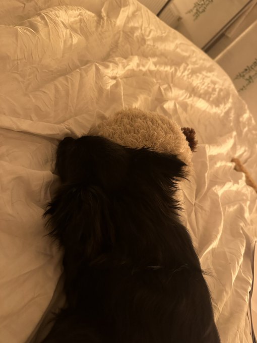 He can&rsquo;t sleep without this toy next to him 🥺🥺🥺🥺🥺 he&rsquo;s so cute I could just cry looking at him 🤣 https://t<a href="/tag/nhs"class="tags"><span>#nhs</span></a>