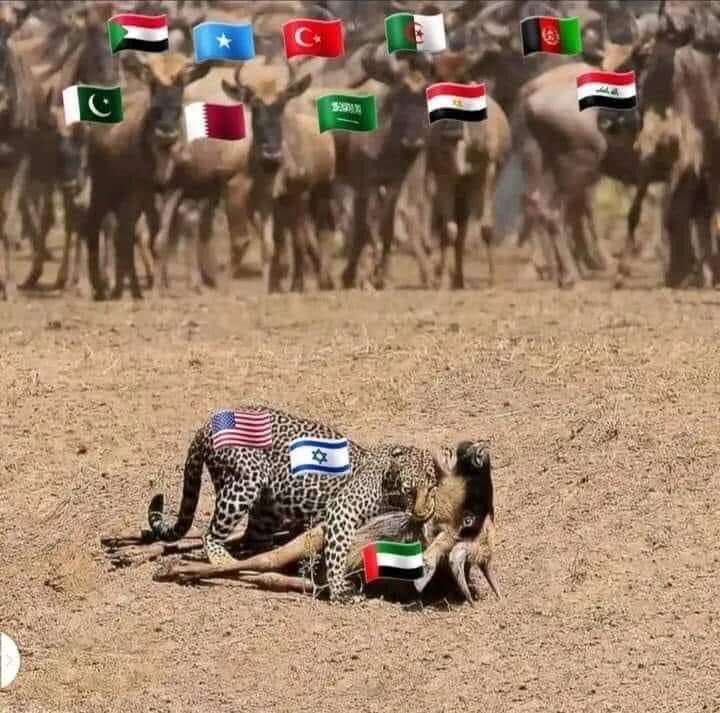 وإذا تركت أخاك تأكله الذئابُ 
فاعلم بأنك يا أخاه ستُستَطابُ 
ويجيء دورك بعده في لحظةٍ 
إن لم يجئْكَ الذئب تنهشكَ الكلابُ
إن تأكلِ النيرانُ غرفة منزلٍ 
فالغرفة الأخرى سيدركها الخرابُ                                                                      
نوم العوافي يامسلمين وي عرب