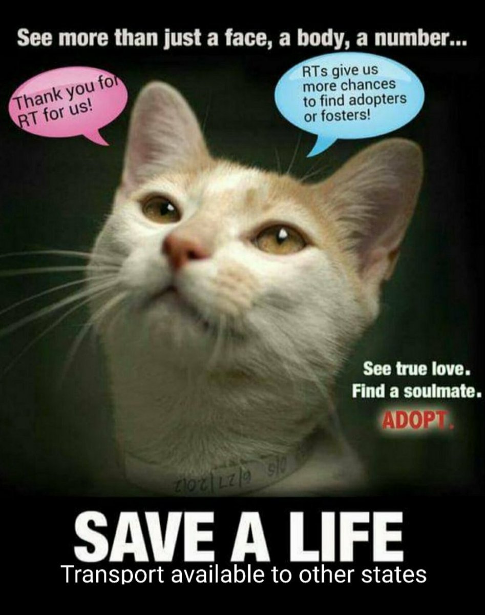 🌻Samson Cat🐱 tweet media
