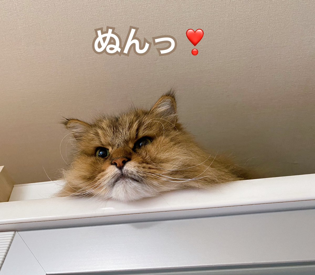 karenren3171's tweet photo. Good morning☀️
昨日よりポカポカでお空も綺麗にゃー💕🎵
子供たちはそれぞれ好きな場所でフリーダム😆
朝ソングはこちらをどうぞ🎵
#waykap
https://t.co/7D3m8MdEHa
皆様素敵な一日を✨🍀🙌
#夜叉丸 #桃華 #チンチラ #猫好きさんと繋がりたい https://t.co/3gFkLi6Loe