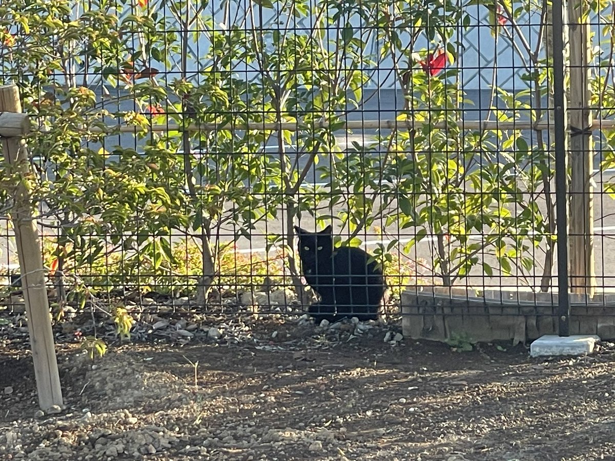 toshisyaku's tweet photo. 朝のハリポタにクロネコちゃん🐈 https://t.co/tyGIdmyjXy