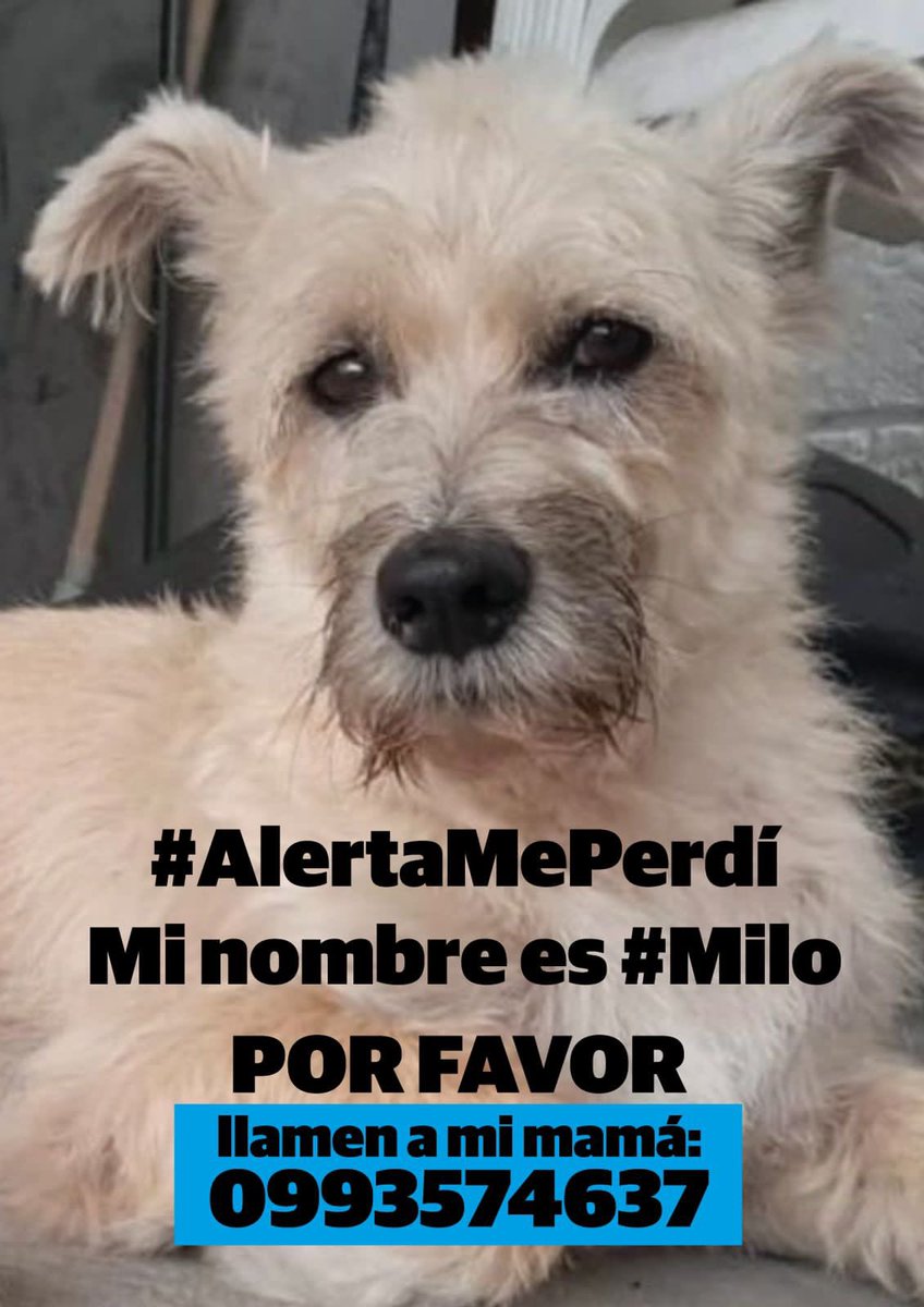 Gracias a <a href="/Alvaro_LopezT/">ALT</a> por su ayuda con este afiche. Por favor RT. Sé que lo vamos a encontrar 🙏🏻🙏🏻