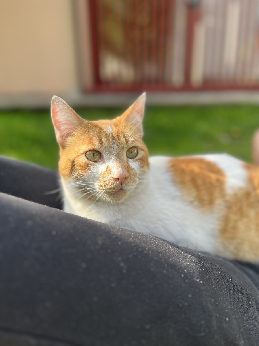 _iCatOne's tweet photo. #michisxaro el gris es Sammy, la tricolor es Sakura y el amarillo con blanco es Simón, los tres nombres con S y los tres de la calle 💕 Sakura y Simon son hermanos. 😻 https://t.co/bxlDBmfUgd