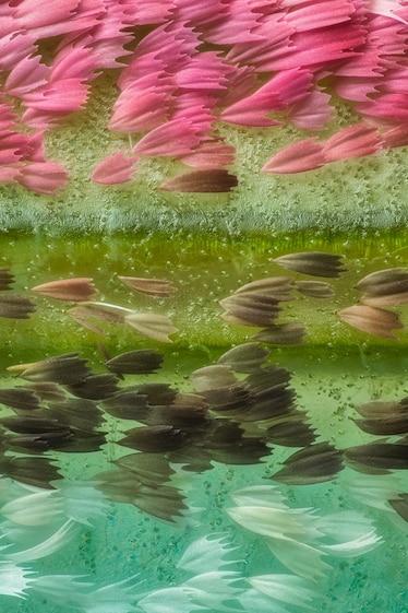 🔵 Bu görüntüler çıplak gözle görülemeyen bir dünyayı ortaya çıkarıyor

🎙️ Nikon'un Küçük Dünya Fotoğraf Mikroskobu Yarışması 49 yıldır küçük dünyamızın en iyi fotoğraflarını sergiliyor. Bu yılın kazanan görüntüsü, bir kemirgenin optik sinirinin başını gösteriyor; bu,