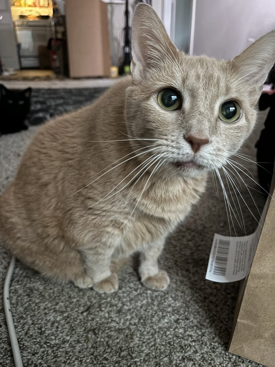 If you are in any way able to help, it would be extremely appreciated. 
Venmo: angvestal97
Cash App: AngelicaLVestal

Enjoy a picture of Hermes for cheese tax