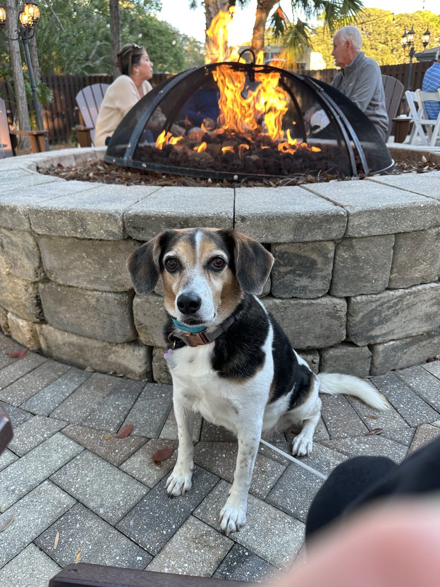 NotMean567's tweet photo. I went on another adventure to Yappy Hour at #Innsbrook 🐾😋🐶 https://t.co/EuKlKHG4V4