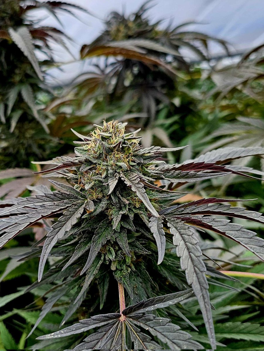 walipinibank's tweet image. 🍋Lemon Demon 😈 growing outdoors by one of our discord members check out our canna-munity @walipini discord.gg/walipini 
 #gotweed #femseeds #homegrower
#growyourown #wegrowtrees #420flower #420community 
#cannabisismedicine #weedmob #cannabissocietys #cannabislifestyle