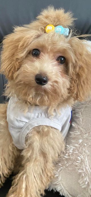 skylarks1975's tweet photo. #cute #doglover #dogowner #dog #dogcutevideo #dogvideoviral https://t.co/1XRpJ2Qoja via @YouTube https://t.co/fK2n78A8Z2