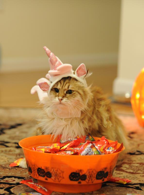 Emily Y. Fan, MD tweet media