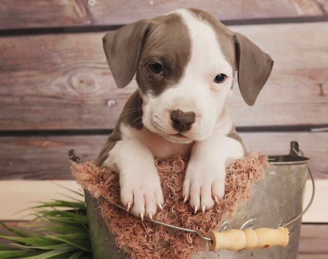 Pit Bulls 🐶 tweet media