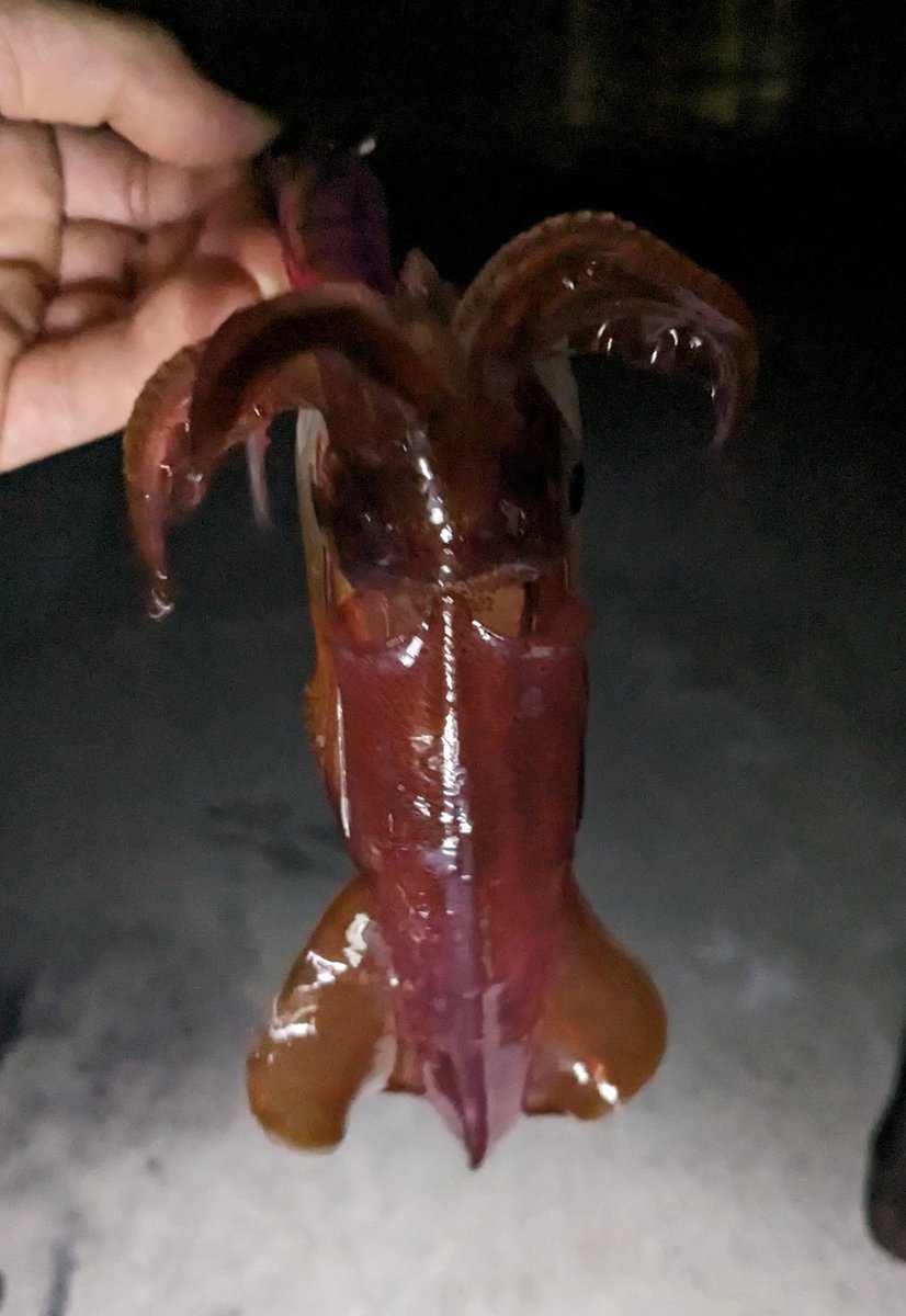 AnglingInvestor's tweet photo. 釣ってその日に姿造り🦑
釣人の特権フル活用👏 https://t.co/GvkcdBUQr7