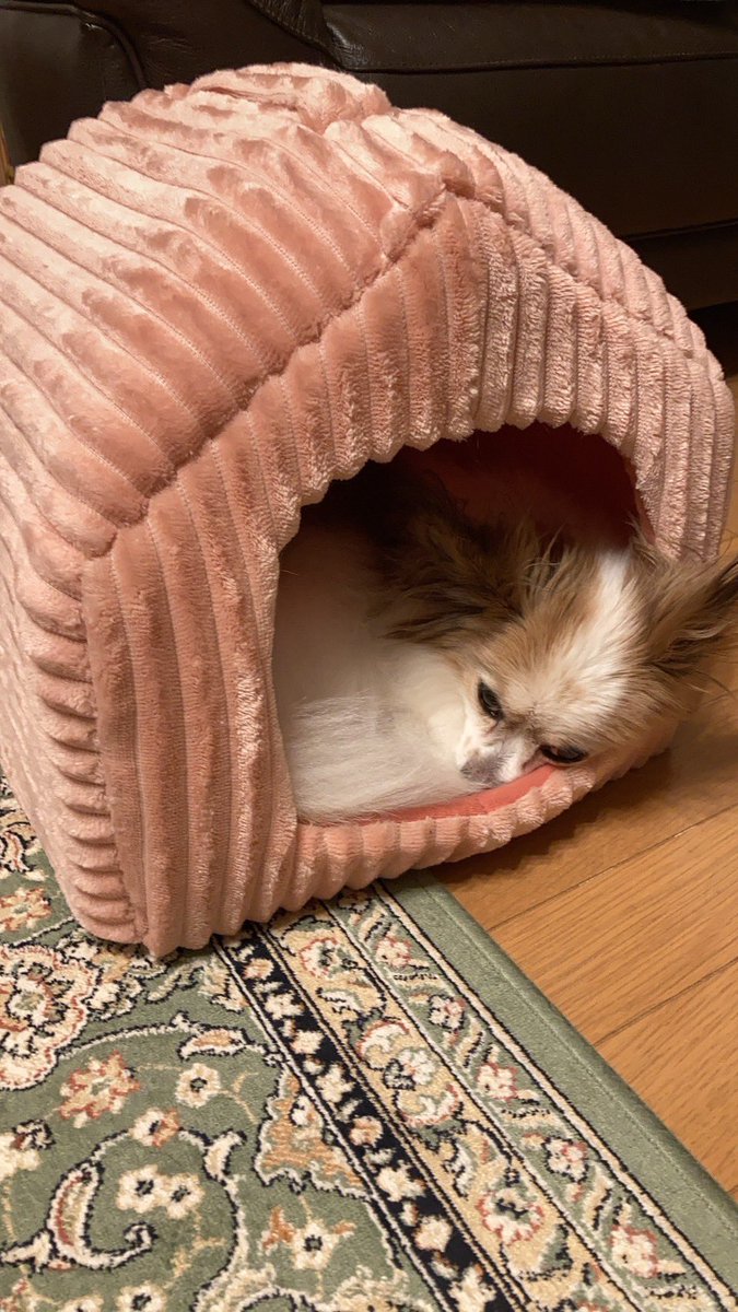 あったかいお家🏠

今年は寒くなるのが早いなー