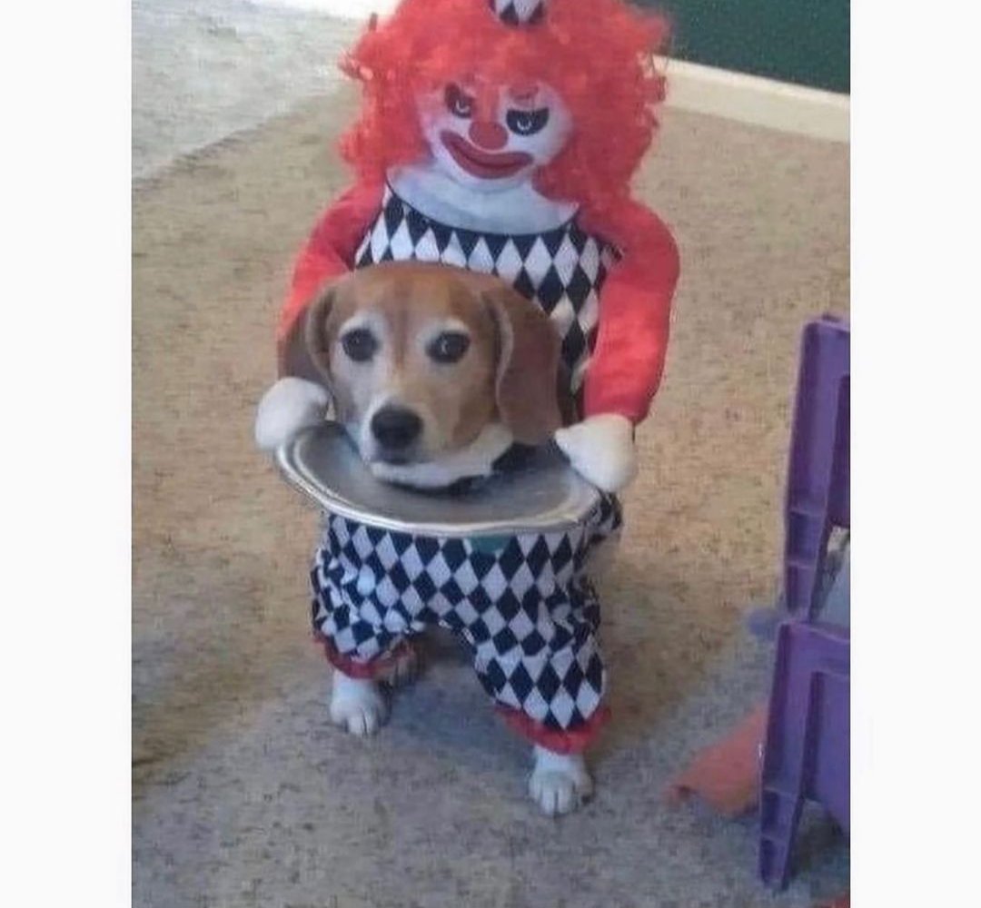 horrormuseum's tweet photo. One of the sickest dog Halloween costumes we have ever seen! 😂 https://t.co/WBXAl42Eg7