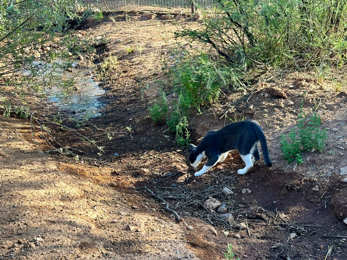 rtoab's tweet photo. In case ya’ll were wondering if Larry is still adventuring with me around the ranch…
#catsoftheinternet #ranchcat #cat #arizona #ontheborder #letsgetmoving https://t.co/E50iJgpBdE