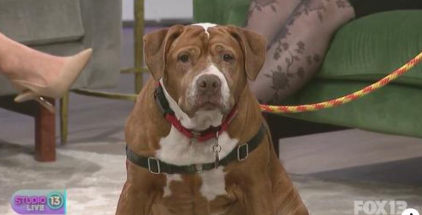 seattlefas's tweet photo. Pascale the pup made her TV debut! She was on @fox13seattle to help promote the Furevermore Gala on Oct. 21 that benefits the @SeattleAnimal. Interested in attending? Get your tickets before registration closes Friday. 🐶🐱 
https://t.co/byrK8RCWla
https://t.co/VRyPVRwREf https://t.co/IOSSGrInPt